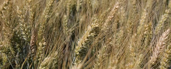 Wheat 