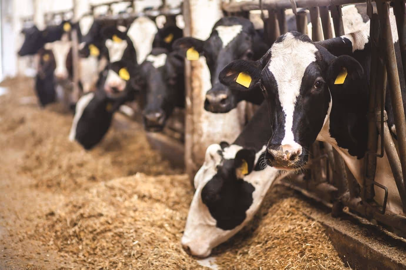 A Major Step Forward Towards Preventing Acidosis in Cows