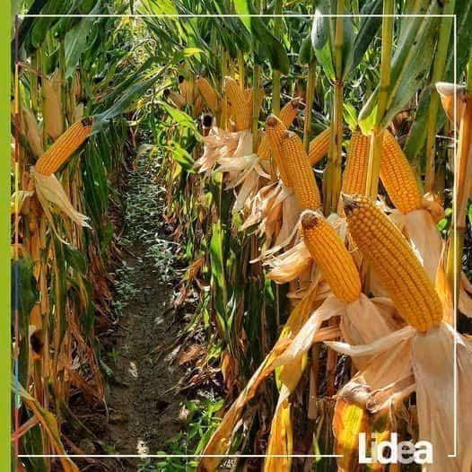 Discover the latest seeds trends and developments with Agritel & Lidea!