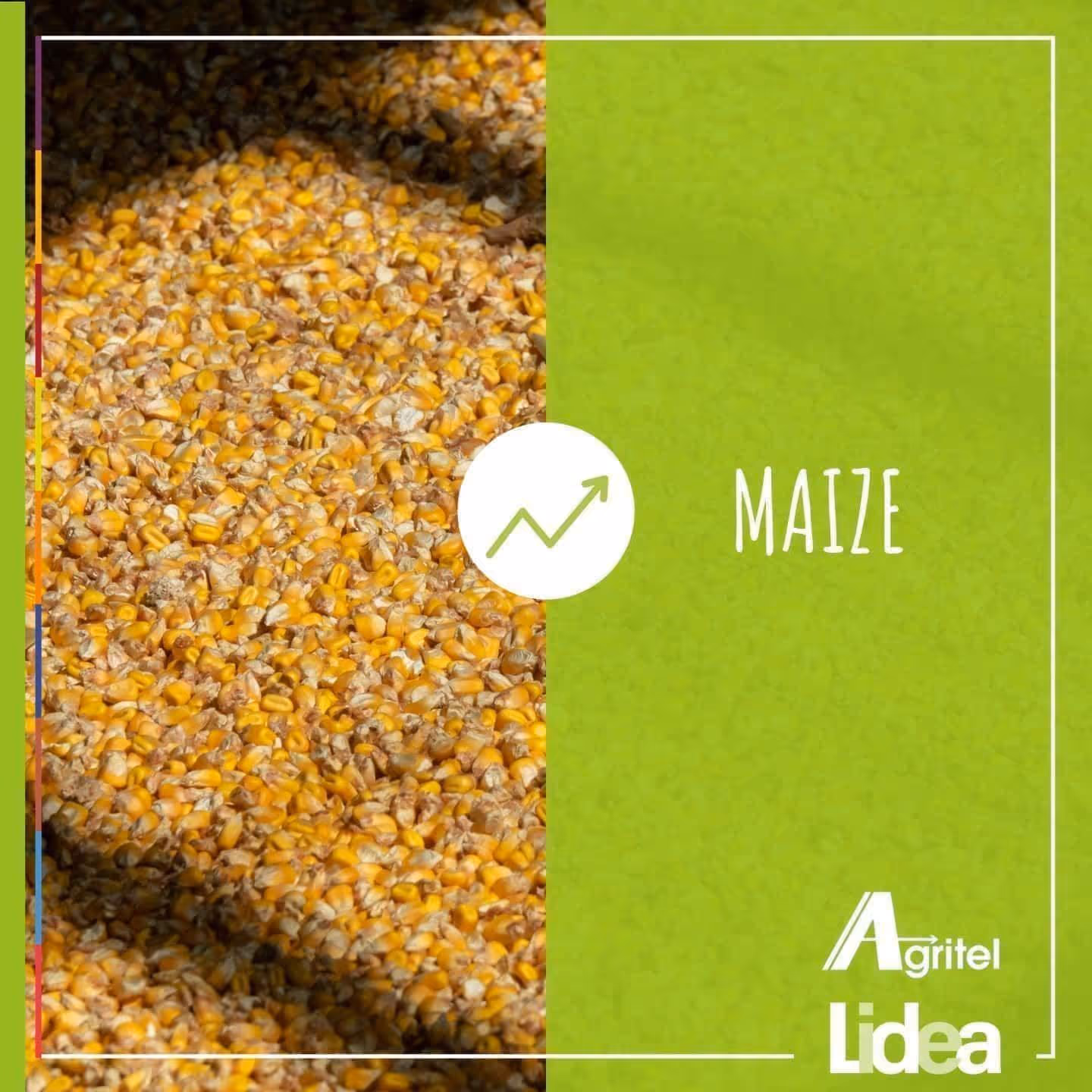 DISCOVER THE LATEST SEEDS TRENDS AND DEVELOPMENTS WITH AGRITEL & LIDEA!