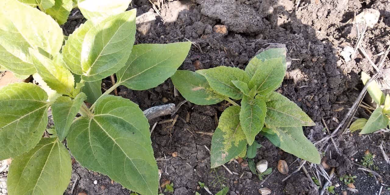 The Best Way to Sustainably Control Downy Mildew in Sunflower